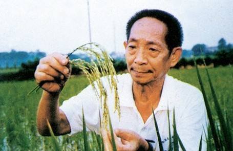 Отец гибридного риса: все ради обеспечения продовольственной безопасности Китая