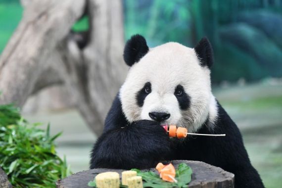 Тайваньские панды отметили Праздник середины осени и угостились лунными пряниками