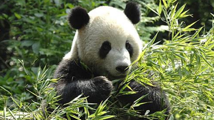 Китай откроет национальный заповедник больших панд