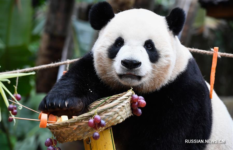 Хайнаньский парк преподнес большим пандам фрукты и овощи на шампурах в канун Нового года