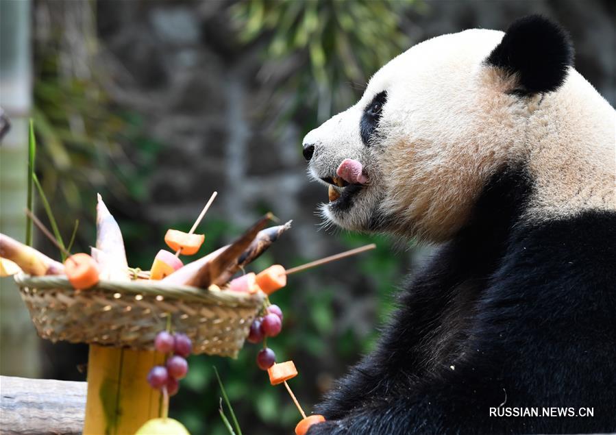 Хайнаньский парк преподнес большим пандам фрукты и овощи на шампурах в канун Нового года