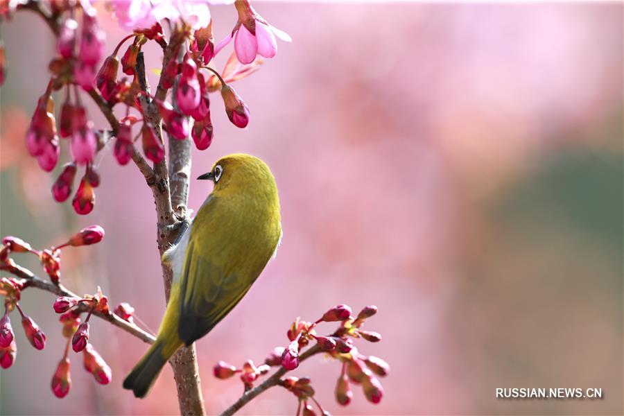 Белоглазки на цветущей вишне в Гуйчжоу