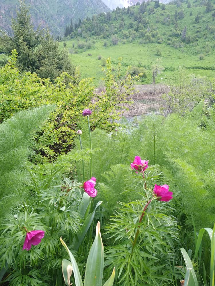 В Кыргызстане зацвели уникальные тюльпаны