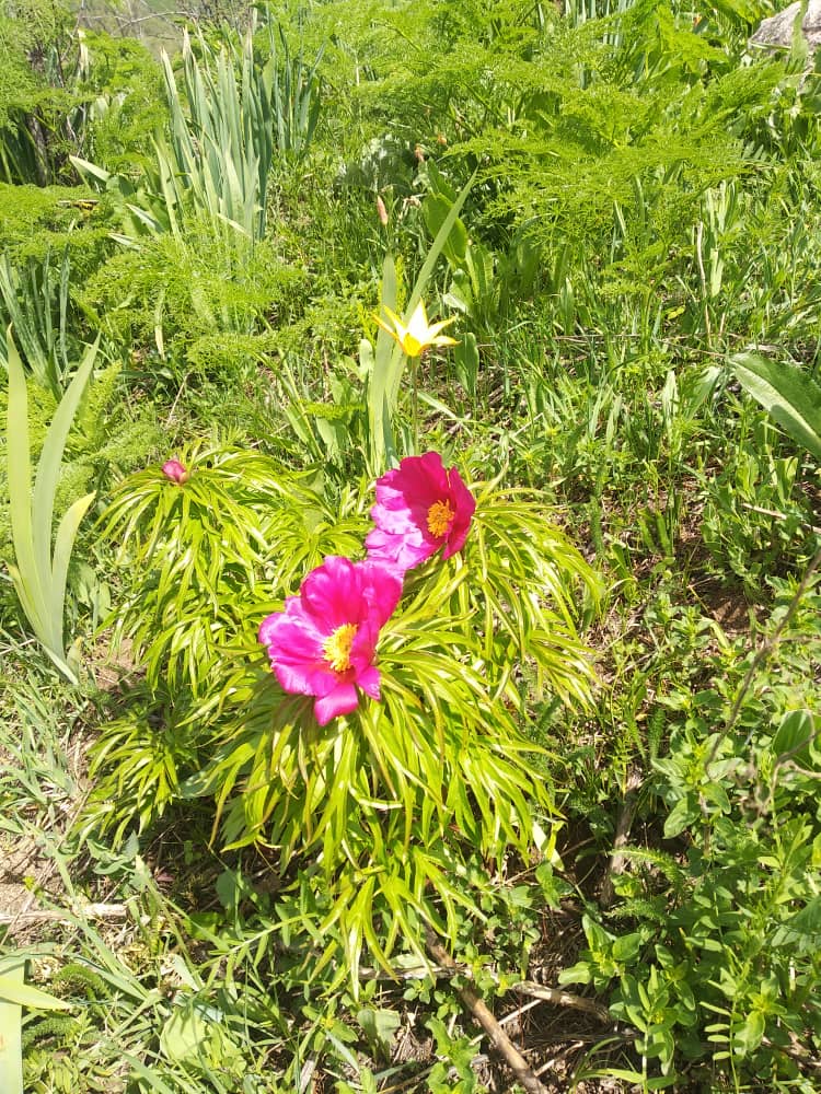 В Кыргызстане зацвели уникальные тюльпаны