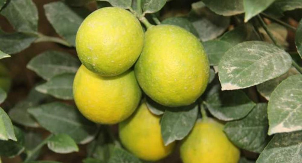 【наши соседи】Лимоны за месяц подорожали почти на 50% в Казахстане