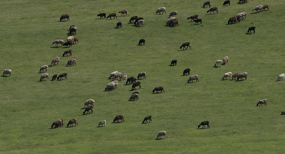 Госветинспекция разъяснила ситуацию с видео о падеже скота на Иссык-Куле