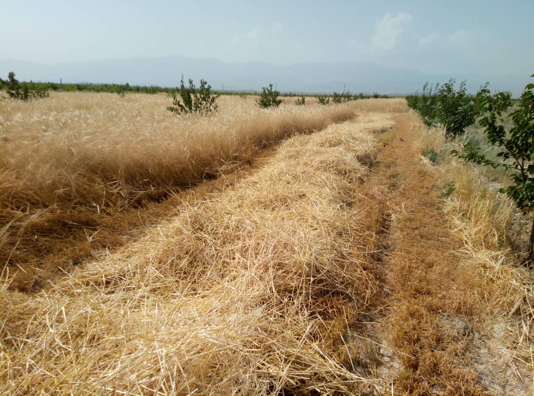 В Баткене начался сбор урожая зерновых