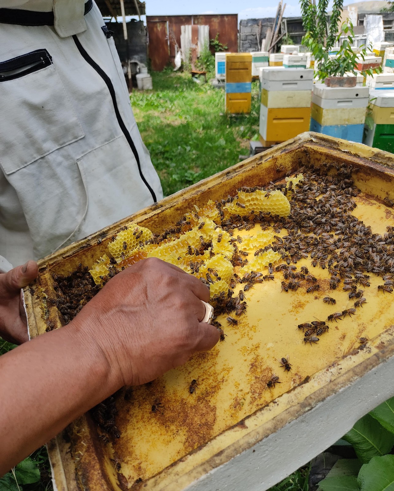 Лесникам Ат-Баши подарили пчеловодческий инвентарь на 2 миллиона сомов