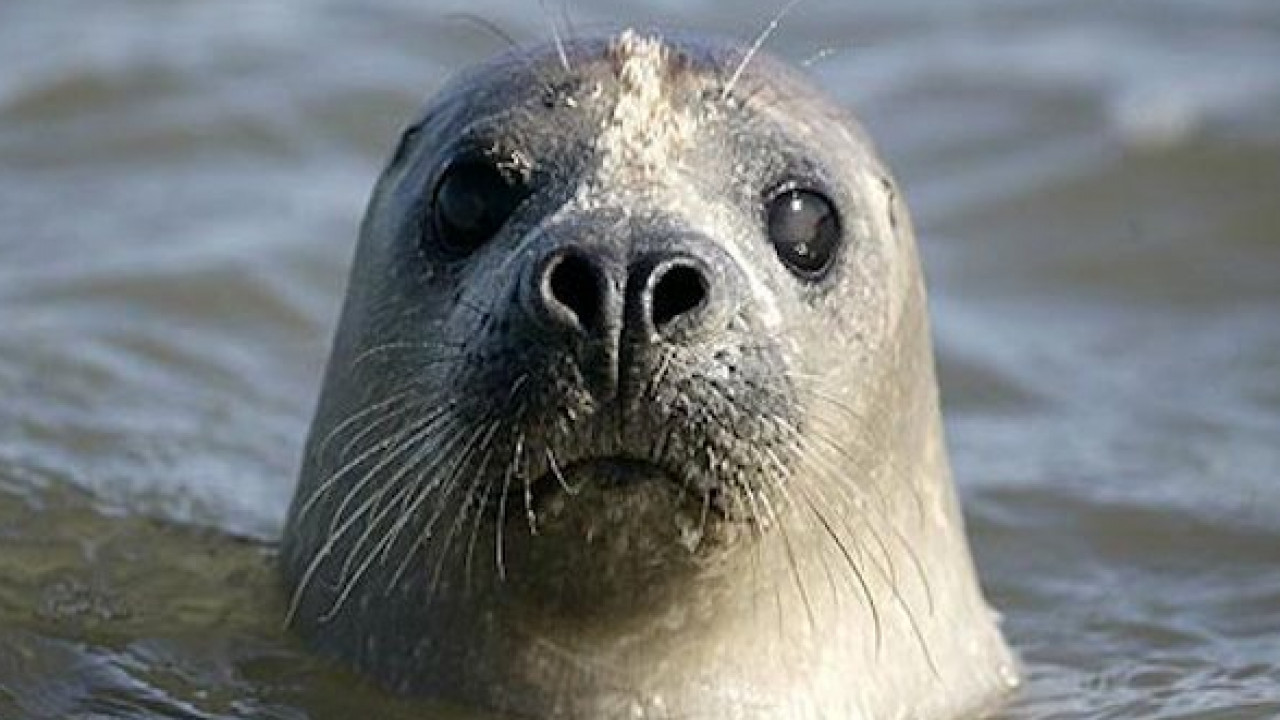 【наши соседи】 Тюлени покусали детей в Мангистау