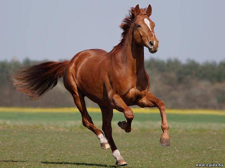 В Кыргызстане идентифицируют племенных лошадей