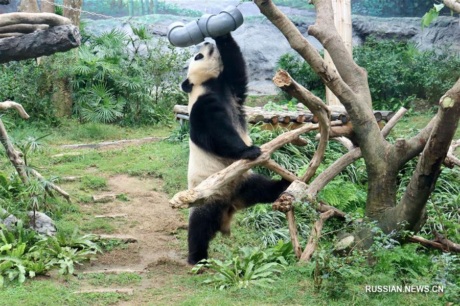 {Наши Cоседи} Живущие в Аомэне панды Цзяньцзянь и Канкан отметили день рождения