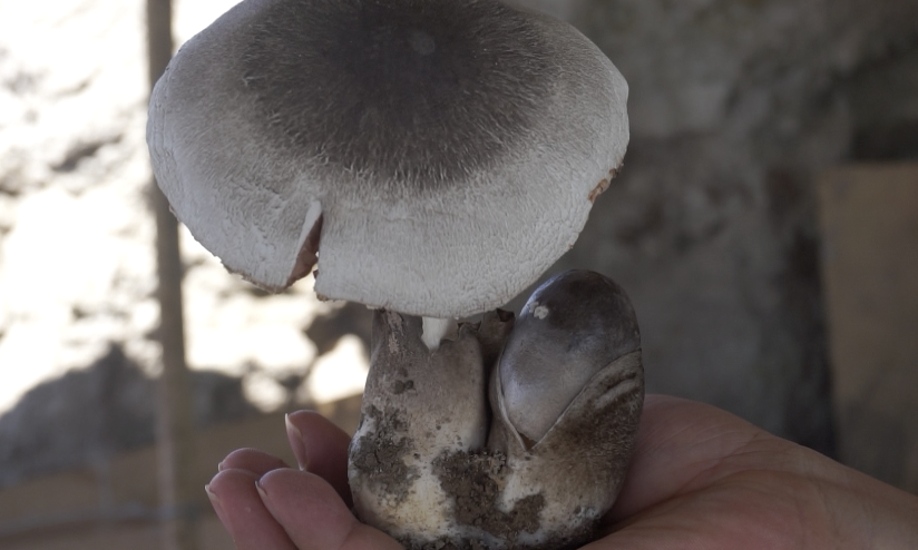 Выращиванием грибов в Синьцзяне заинтересовались в Кыргызстане