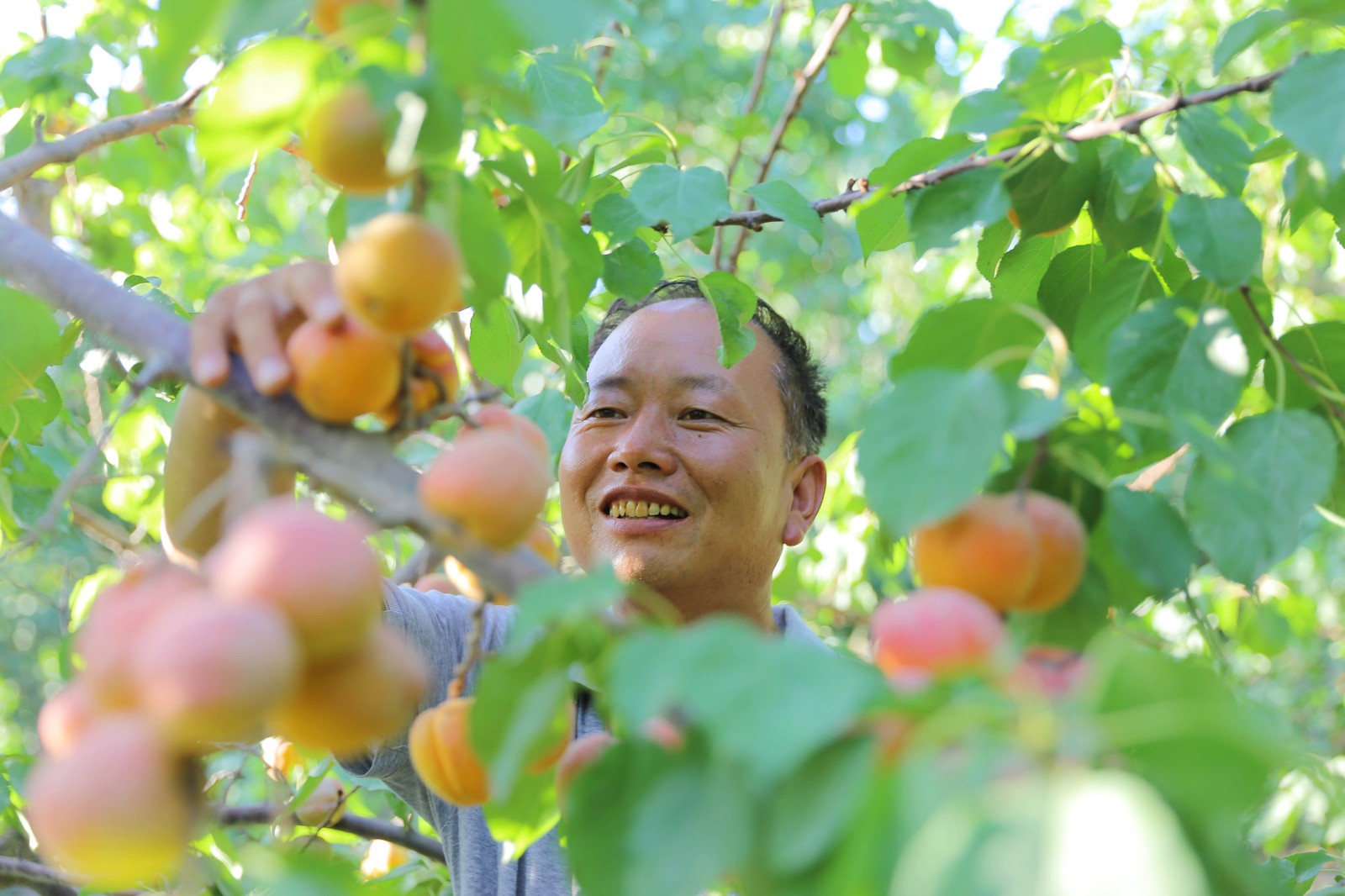 Богатый урожай абрикосов на радость садоводам