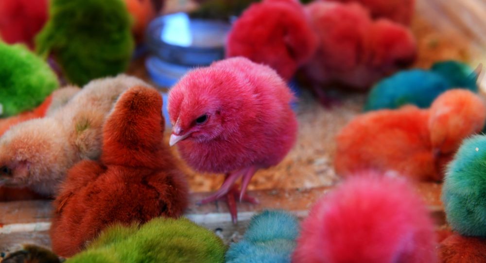 [Наши соседи] В Узбекистане начали продавать крашеных цыплят — зоозащитники обратятся в ОВД