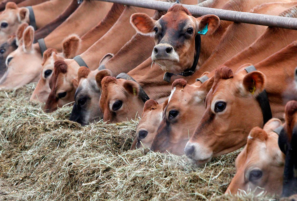 В ЕАЭС вводят новые критерии оценки крупного рогатого скота