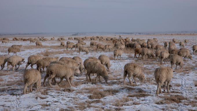[Наши соседи]Уйти с госслужбы, чтобы заняться овцеводством