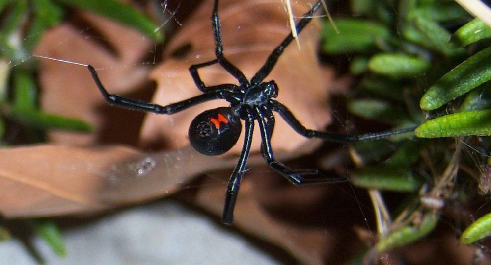 Паук каракурт Смертельно опасные пауки распространяются по России