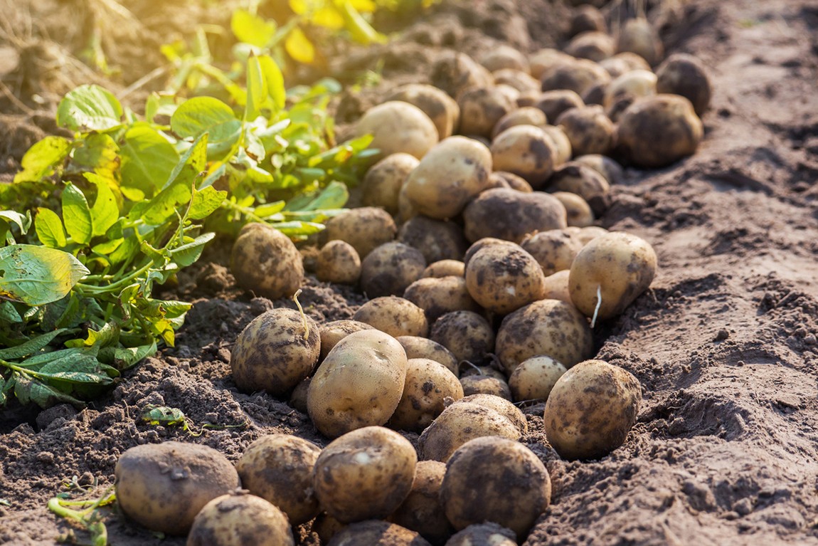 [Наши соседи] В Таджикистане собрано около 1 млн тонн картофеля