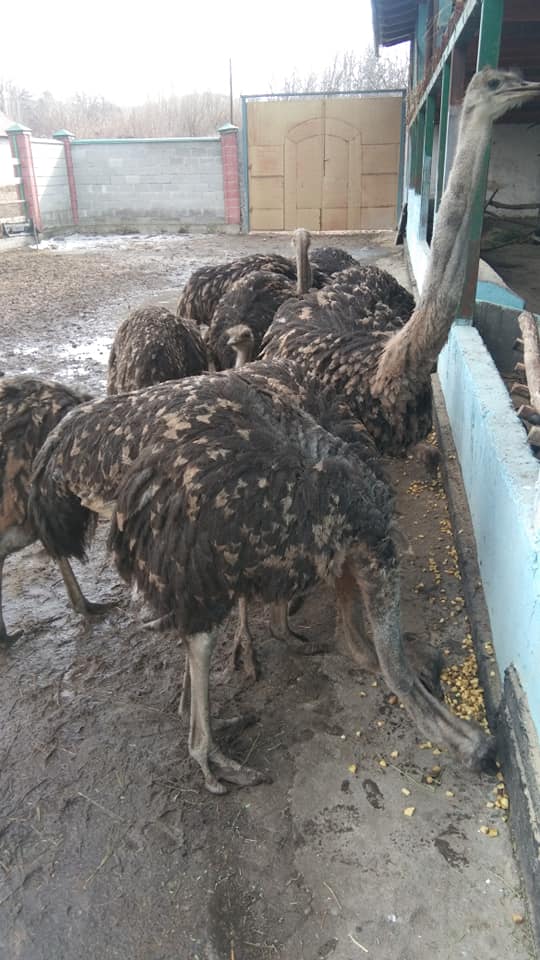Кыргызстан назвали идеальным регионом для выращивания страусов
