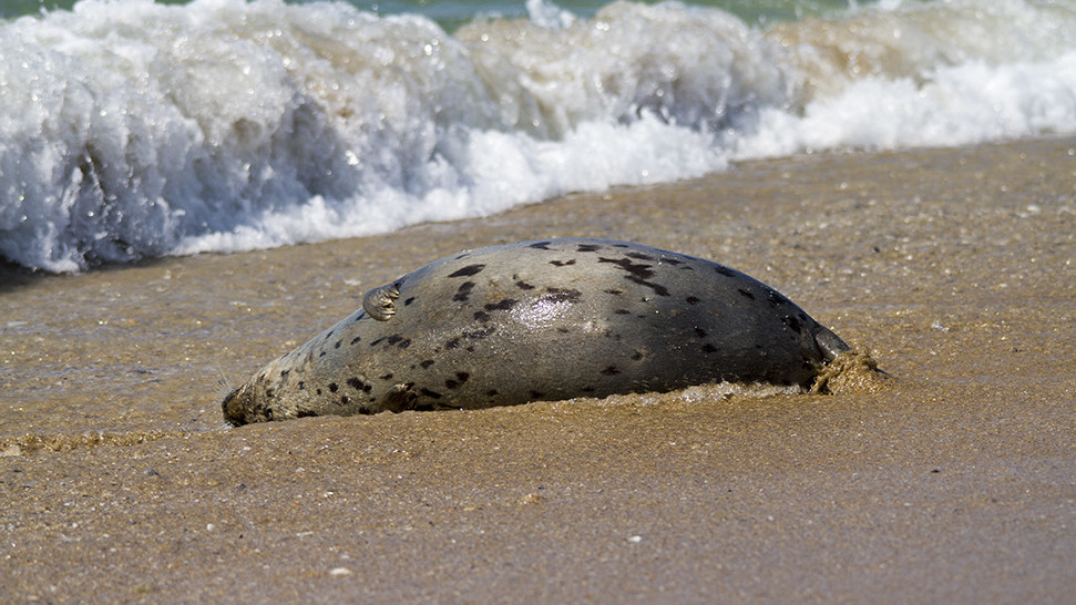 В Туркменистане на побережье Каспийского моря выбросило сотни мёртвых тюленей и рыб