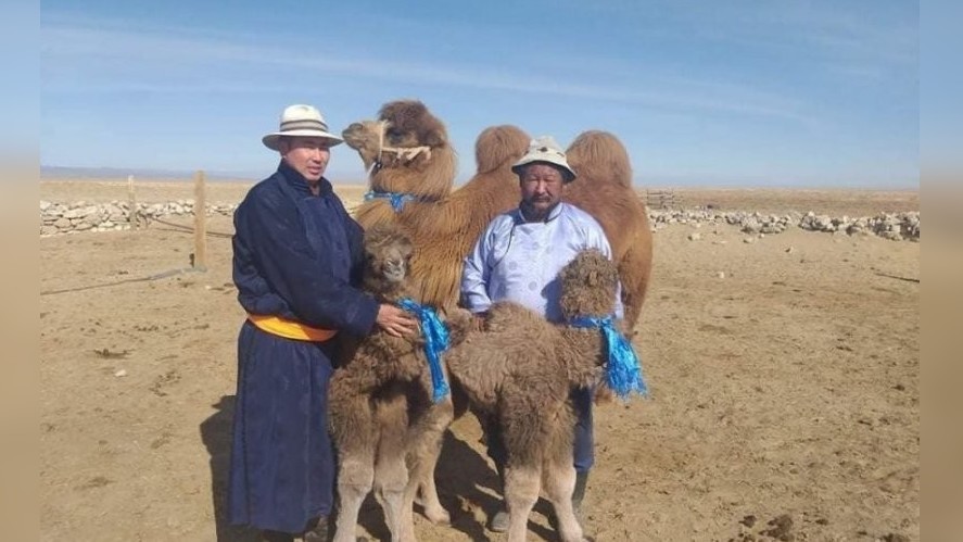 В Монголии родились верблюжата-двойняшки