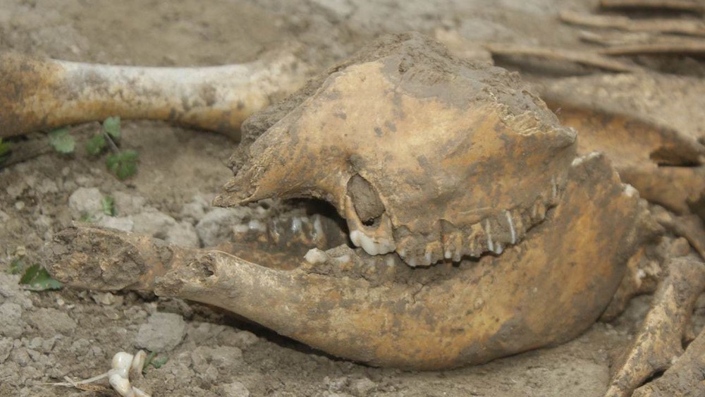 Найденные в Узбекистане останки могли принадлежать динозавру, - ученые