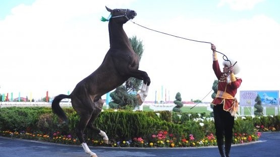В Туркменистане будет проведен международный конкурс красоты ахалтекинских коней