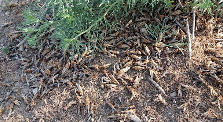 В Баткенской области обнаружены очаги саранчи на площади 4300 га